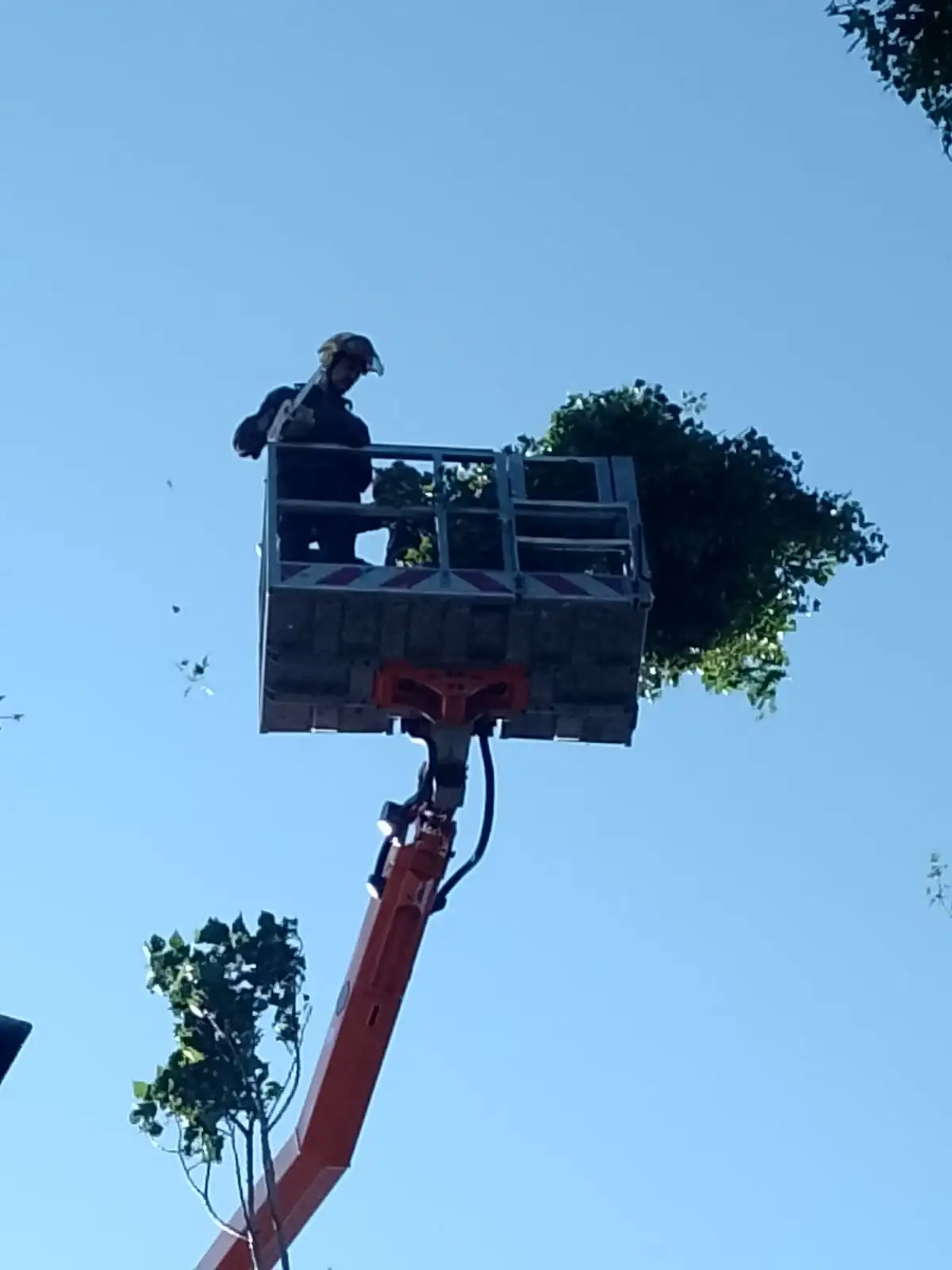 Kronenpflege mittels Hebebühne